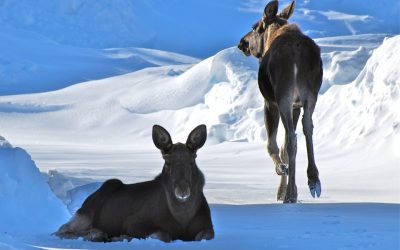 Kolåsen, Jämtland: Vinter i vildmarken
